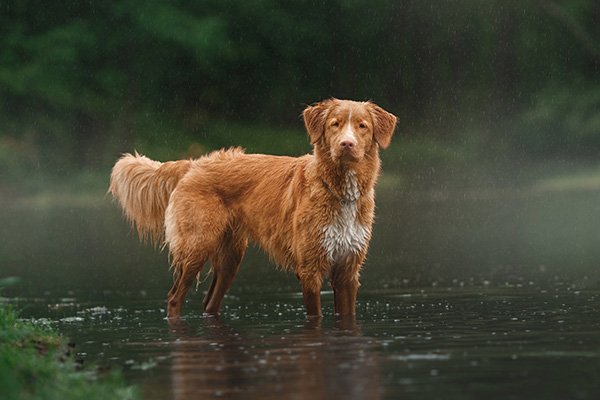 Nova Scotia Duck Tolling Retriever wading in water.