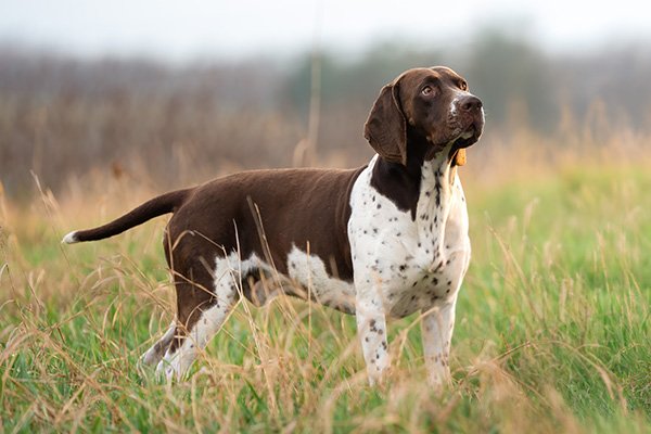 Old Danish Pointer standing in profile in a field.