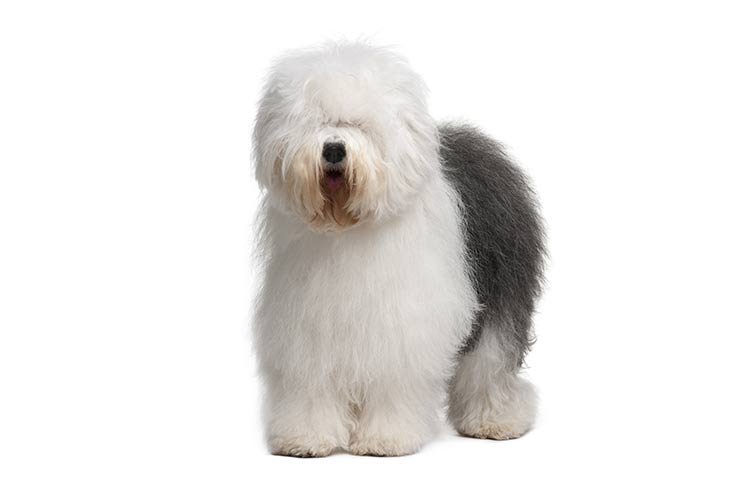 Old English Sheepdog standing in three-quarter view facing forward.