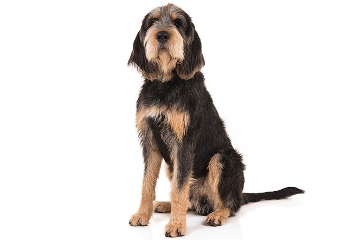 Otterhound sitting in three-quarter view facing forward
