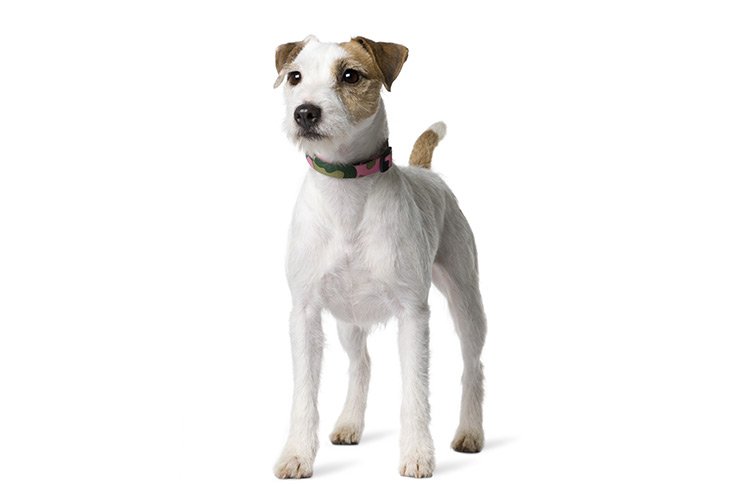 Parson Russell Terrier standing in three-quarter view on a white background.