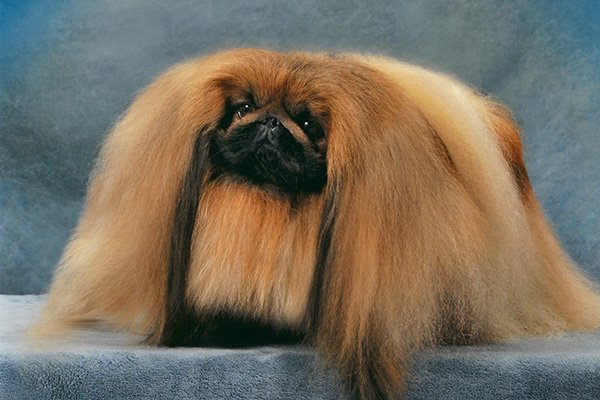 Pekingese standing for a studio portrait indoors.