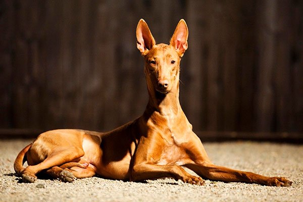 Pharaoh Hound laying down in profile.