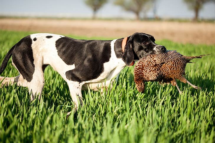Pointer carrying a pheasant through a green field.