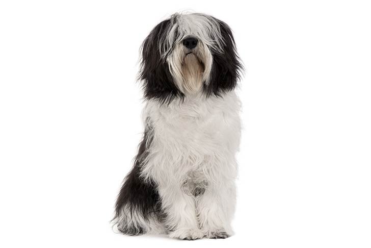 Polish Lowland Sheepdog sitting in three-quarter view facing forward