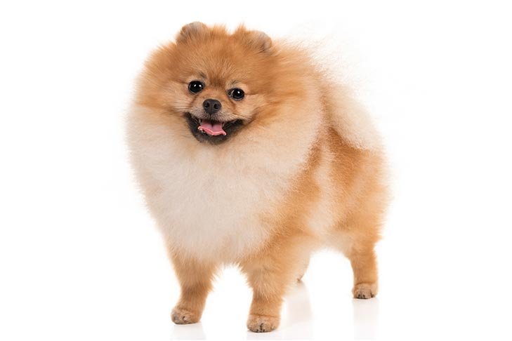Pomeranian standing in three-quarter view facing forward