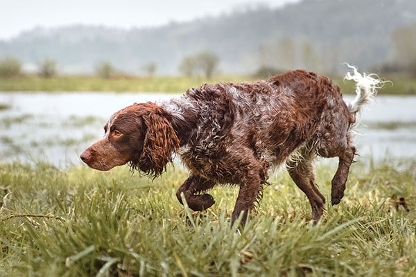 Pont-Audemer Spaniel on point outdoors while hunting.
