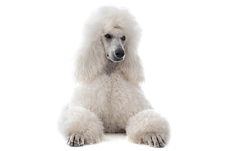 Poodle with a white coat lying facing forward
