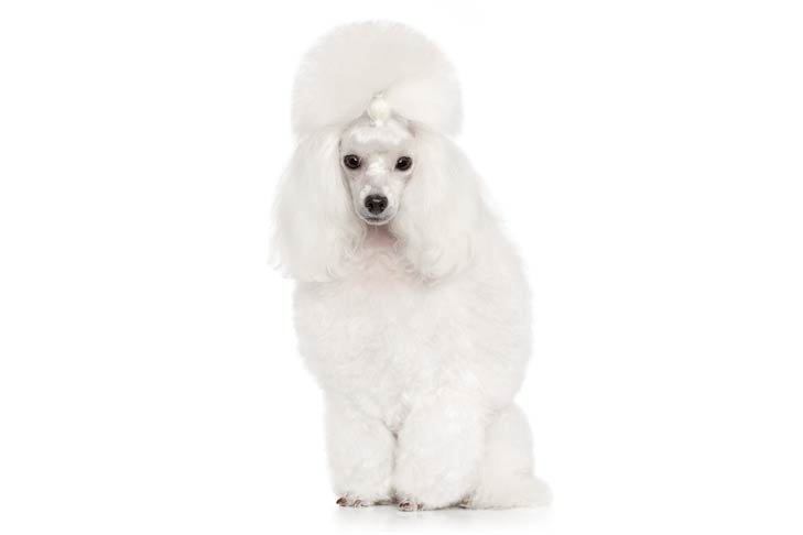 White Toy Poodle sitting facing forward.