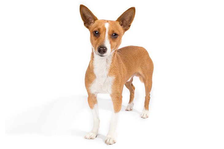 Portuguese Podengo Pequeno standing in three-quarter view facing forward.