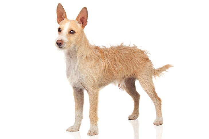 Portuguese Podengo standing in three-quarter view on a white background.