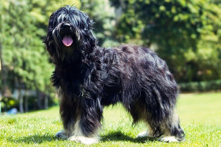 Portuguese Sheepdog standing outdoors.