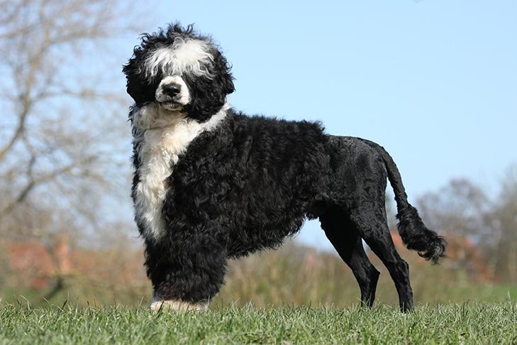 Portuguese Water Dog standing in profile outdoors.