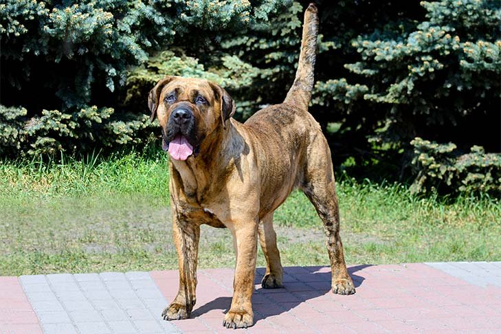 Perro de Presa Canario standing outdoors.