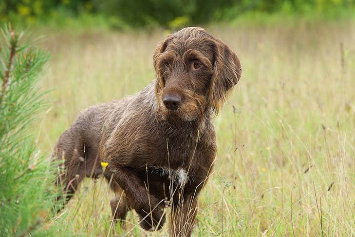 Pudelpointer standing in a field.