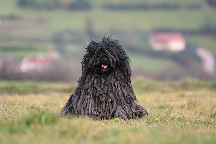 Puli sitting in a field.