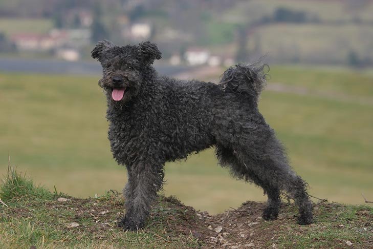 Pumi standing outdoors in the countryside.