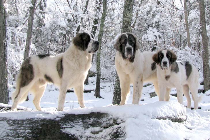 Two adult Pyrenean Mastiffs and one young Pyrenean Mastiff standing in a snow-covered forest