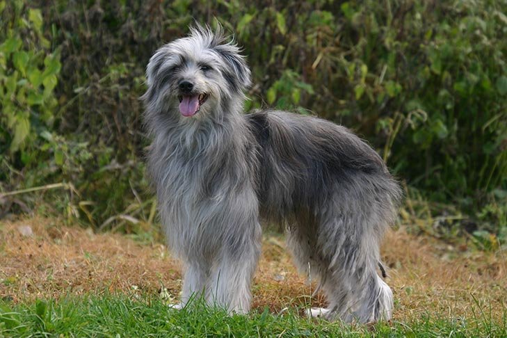 Pyrenean Shepherd standing in profile in a field.