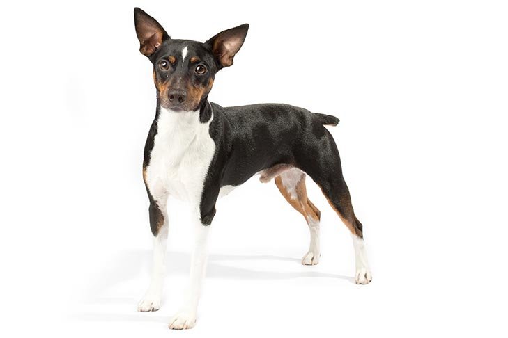 Rat Terrier standing in three-quarter view facing forward
