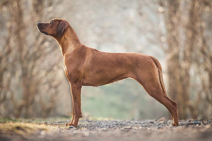 Rhodesian Ridgeback standing in profile outdoors.