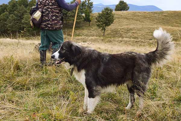 Romanian Carpathian Shepherd standing with a shepherd in a field.