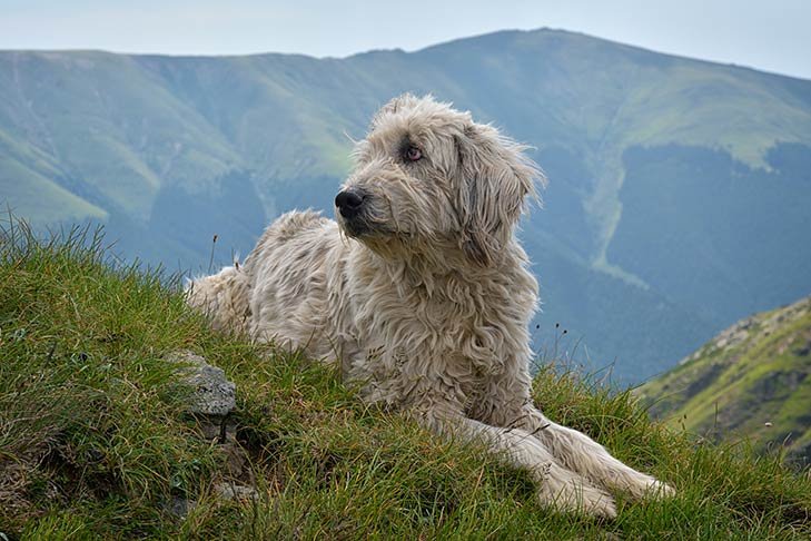 Romanian Mioritic Shepherd Dog laying in the grass in a mountainous landscape.