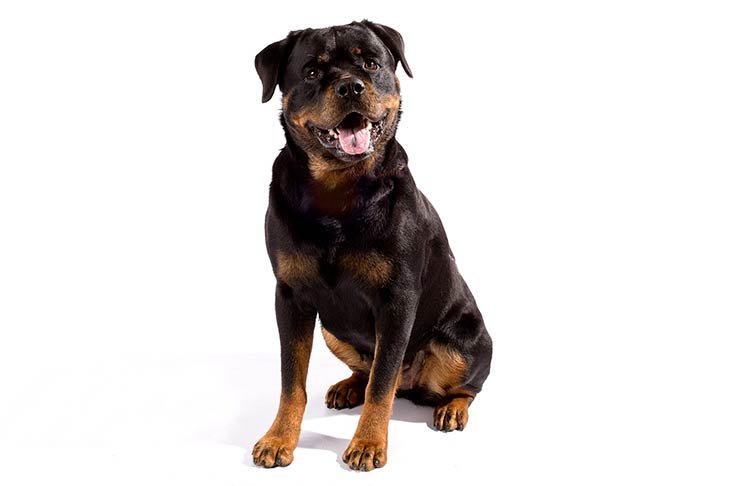 Rottweiler sitting in three-quarter view.