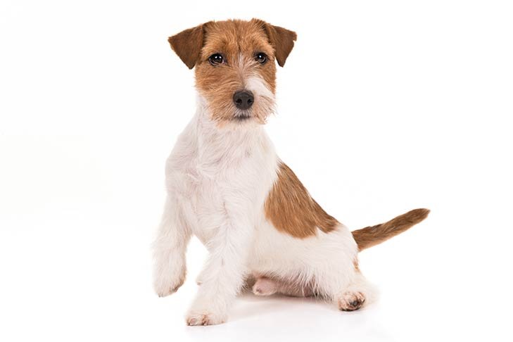 Russell Terrier sitting in three-quarter view.
