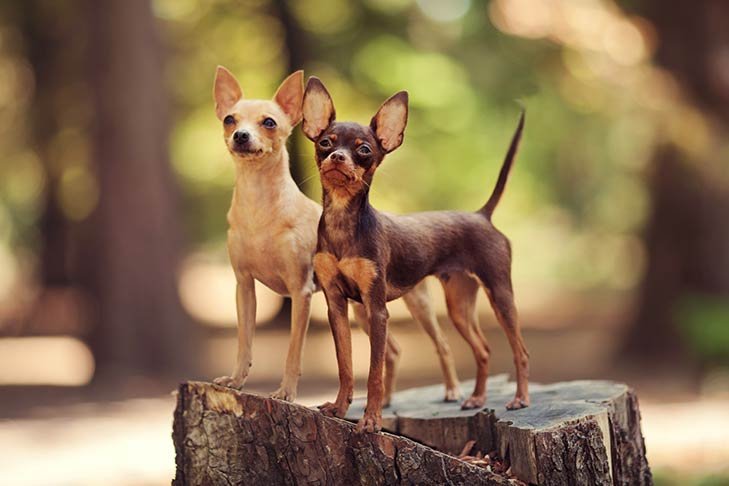Two Russian Toys standing on a tree stump outdoors.