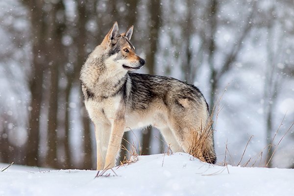 Saarloos Wolfhond standing in the snow.