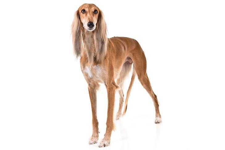 Saluki reference photograph