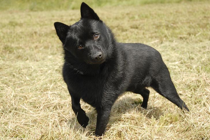 Schipperke standing in a field.