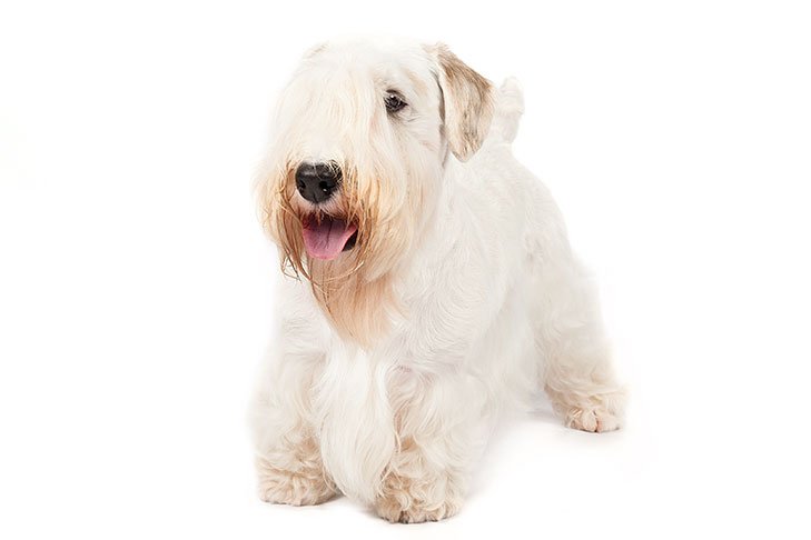 Sealyham Terrier standing in three-quarter view.