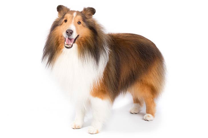 Shetland Sheepdog standing in three-quarter view facing forward