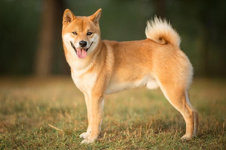 Shiba Inu standing in profile outdoors.
