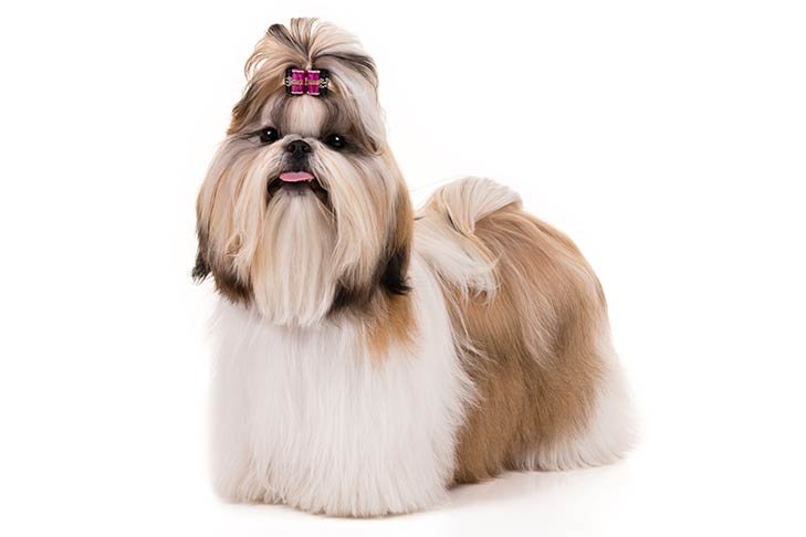 Shih Tzu standing in three-quarter view facing forward.