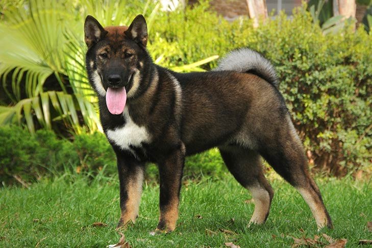 Shikoku standing outdoors.
