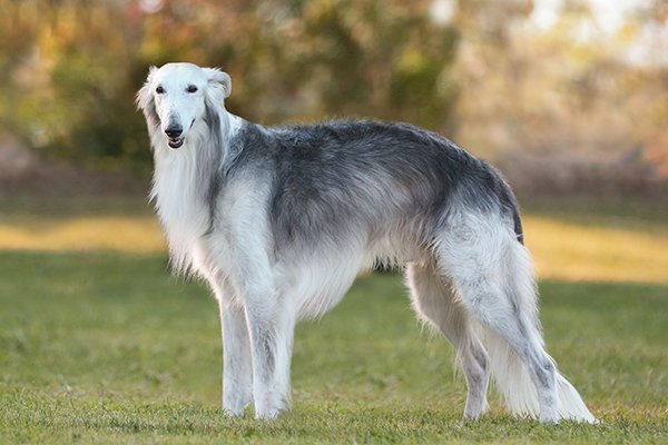 Silken Windhound standing in profile outdoors.