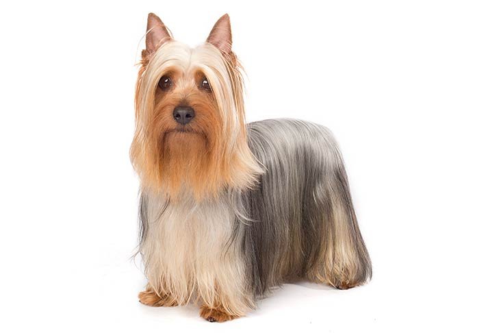 Silky Terrier standing in three-quarter view facing forward.