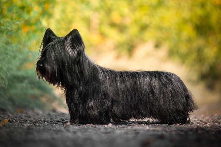 Skye Terrier standing outdoors in profile.