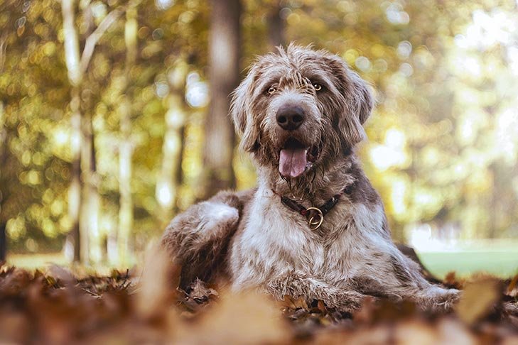 Slovakian Wirehaired Pointer laying down outdoors in the fall.