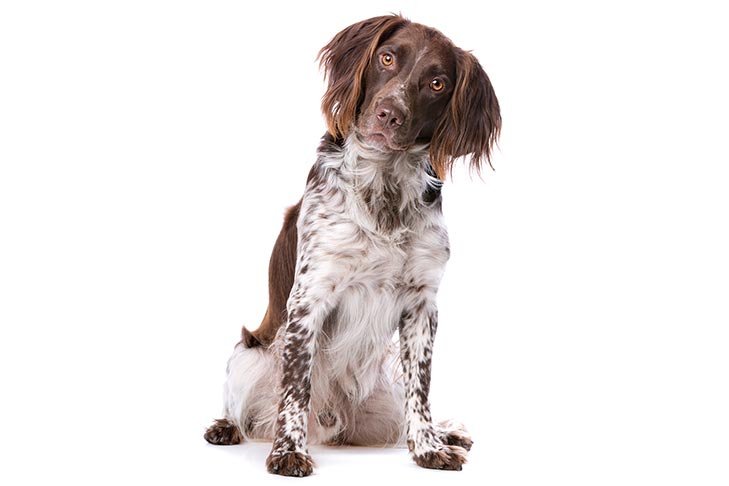 Small Munsterlander Pointer