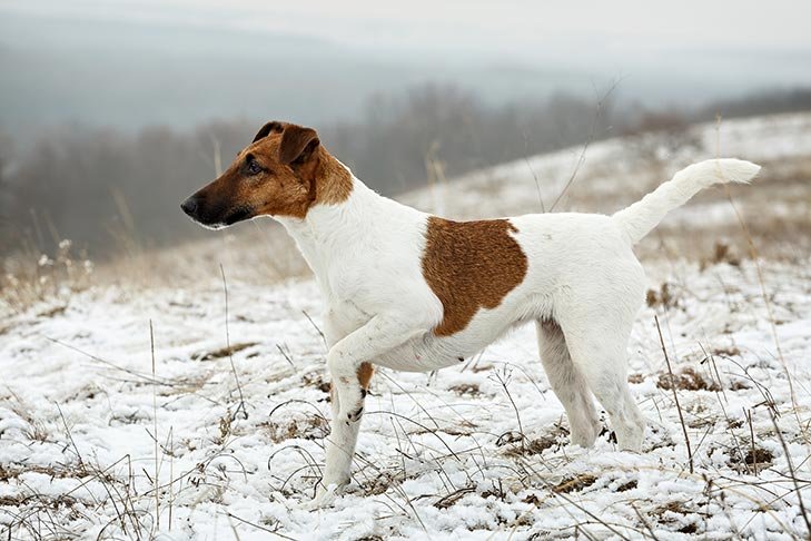 Smooth Fox Terrier standing in a field in winter.