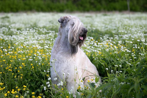 Soft Coated Wheaten Terrier sitting in a field of wildflowers.