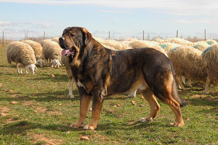 Spanish Mastiff guarding a flock of sheep in a field.