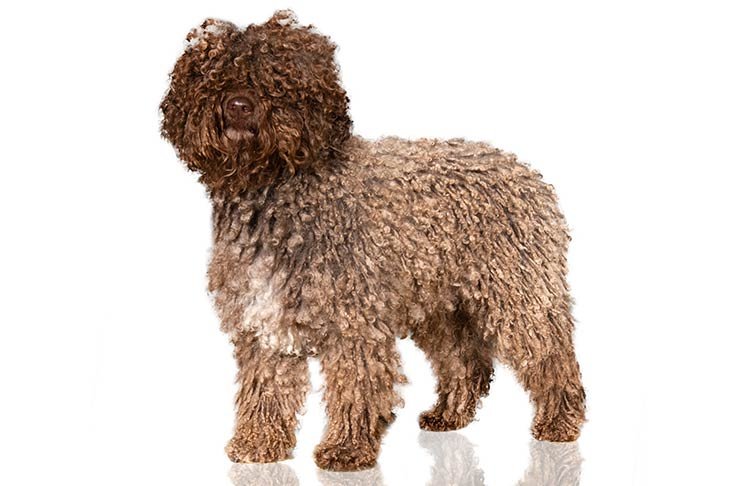Spanish Water Dog standing in three-quarter view.