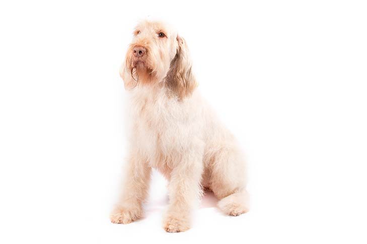 Spinone Italiano sitting in three-quarter view.