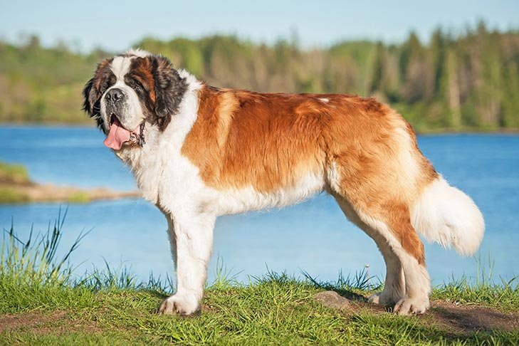 Saint Bernard standing in profile outdoors.