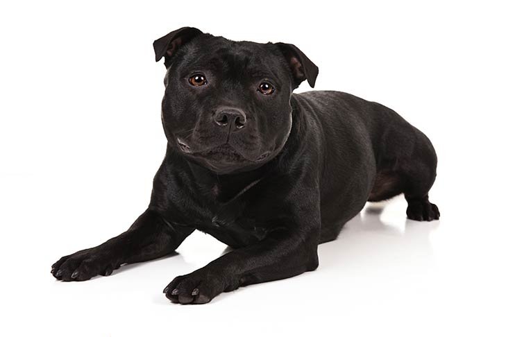 Staffordshire Bull Terrier lying in three-quarter view facing forward